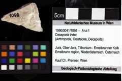 Foto (Objket + Etiketten) von Decapoda indet. 